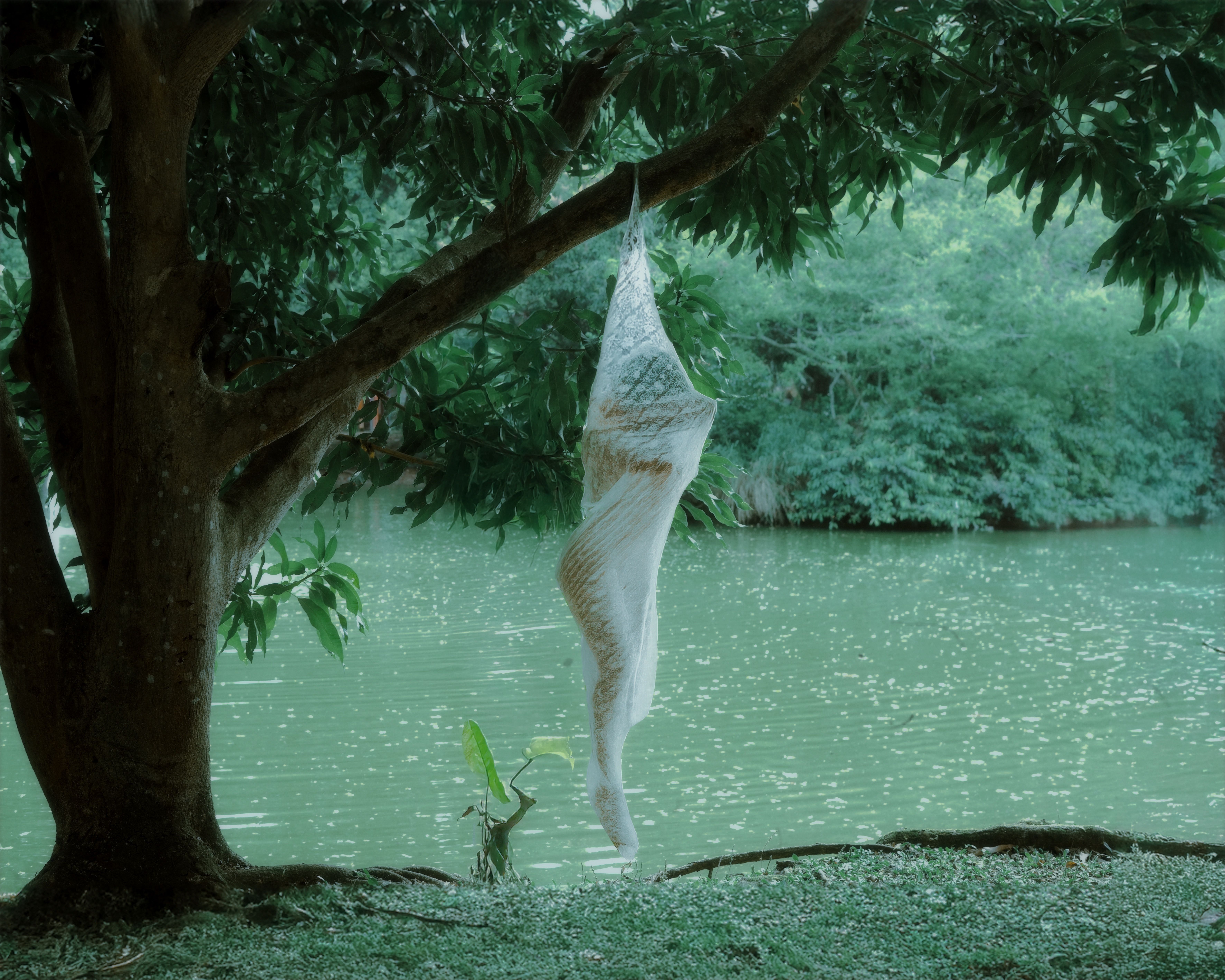 Cocoon